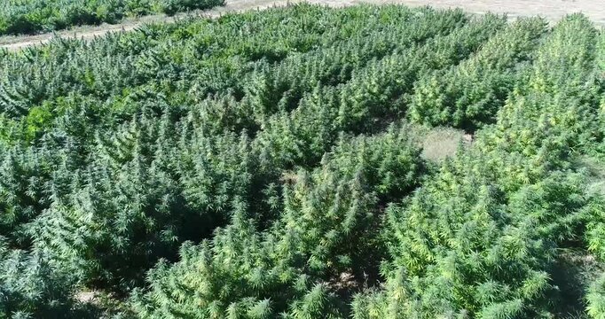 Aerial drone footage of hemp field in Colorado