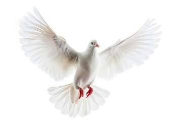 Obraz premium A white dove flying gracefully in the air with its wings spread wide. This image can be used to symbolize peace, freedom, and hope