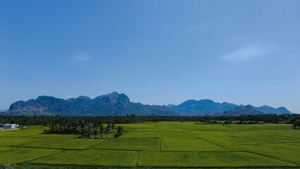 Fototapeta na wymiar Nanjinaad paddy field and western ghats mountain range kanyakumari, Tamil Nadu, India 