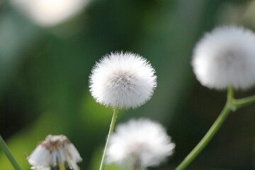 Fluffy white dandelion seed head swaying in the summer breeze amidst a meadow of green grass, embodying the beauty of nature's growth and life