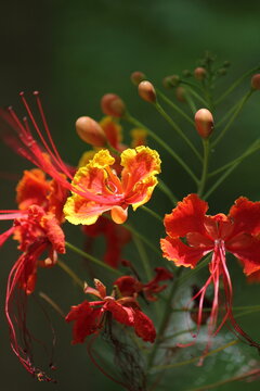 Vibrant Red and Yellow Flowers in a Beautiful Summer Garden Macro Shot with Blossoming Petals and Lush Green Leaves