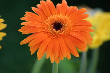 Vibrant Orange Gerbera Daisy Blossoming in a Summer Garden Macro Shot, showcasing the Beauty of Nature and Floral Elegance