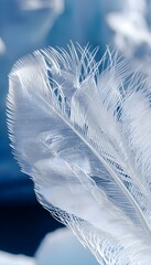 a close up of a white feather on a blue background