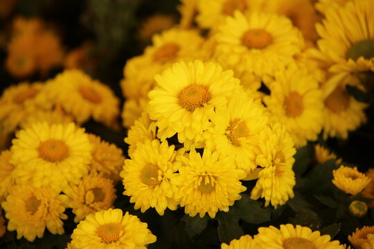 Vibrant Yellow Chrysanthemum Flowers in a Beautiful Summer Garden Bloom, Adding Color to Nature's Floral Tapestry