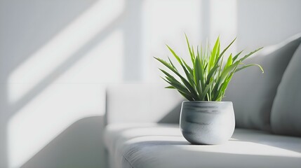 a potted plant sitting on top of a white couch