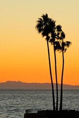 Silhouette of a group of palm trees at the ocean shore at sunset. Vibrant orange sky. California...