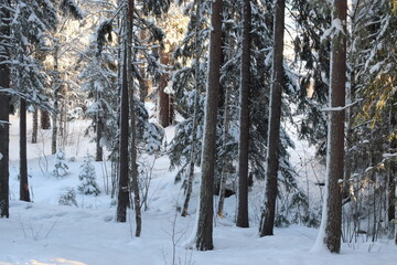 snow covered trees