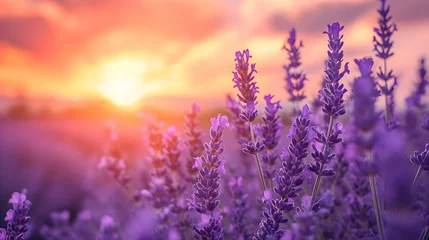  a field of lavender flowers with a sunset in the background © KWY
