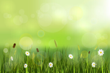 Green spring background, landscape with blurry lights, meadow and wild flowers