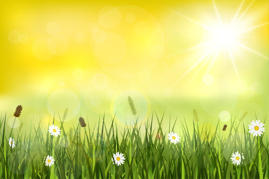 Summer background, landscape with yellow sunshine, blurry lights, meadow and wild flowers