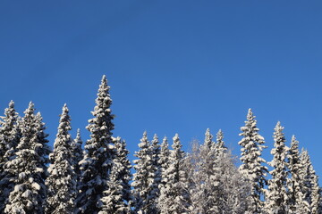 pine tree branches against sky