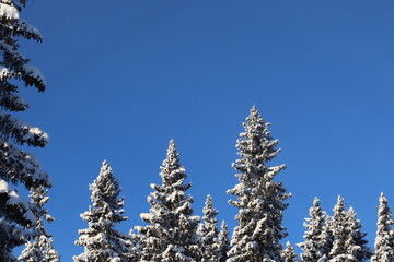 pine tree branches against sky