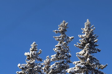 branches of a tree