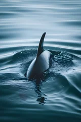 Poster a dolphin swimming in a body of water © KWY