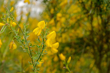 Żółte kwiaty żarnowca (Cytisus scoparius) rośliny z rodziny motylkowatych ( strączkowych) dziko rosnącej ( i kwitnącej) w dużej obfitości w lesie w pobliżu miasta. 
