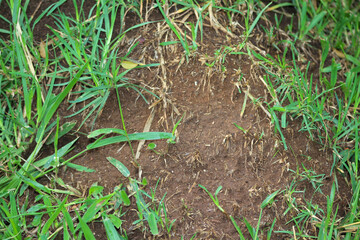 grass in the field. grass and soil. grass in the ground. long green leaves.