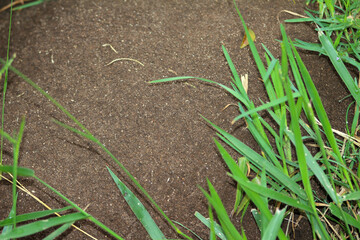 grass in the field. grass and soil. grass in the ground. long green leaves.