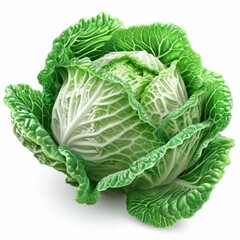 Fototapeta premium cabbage isolated on white background