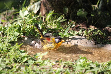 bird coexisting in a lush grassy habitat, surrounded by the beauty of nature, water, and wildlife during the vibrant seasons of spring and summer