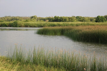 Lakeside Serenity: A tranquil scene of a forest-fringed lake, surrounded by lush green grass, under...