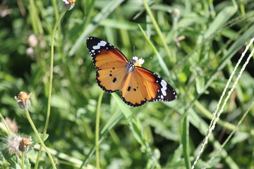 Colorful butterfly with black wings on a vibrant orange flower in a garden during the summertime, showcasing the beauty of nature up close