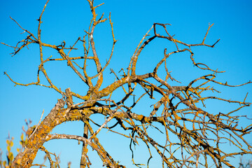branches against sky