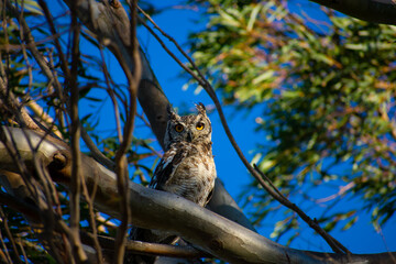 Owl in a tree