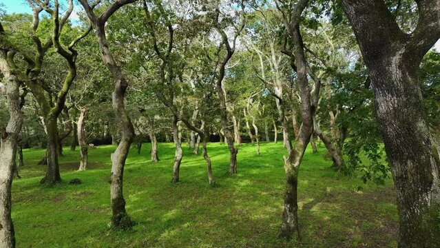 View of Forest trees with Twisted Old Tree Trunks in Carballeira Municipal of Baio, La Coruna, Spain