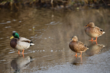 Enten Vögel auf Eis der Ilmenau (Fluß) vor unscharfem Hintergrund im Winter