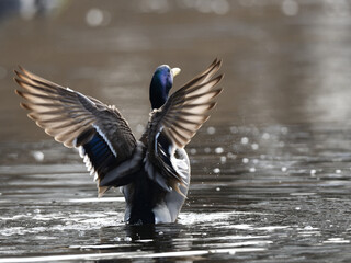Enten Vogel mit gespreizten Flügeln und wunderschönen Federn auf der Ilmenau (Fluß) vor unscharfem Hintergrund.