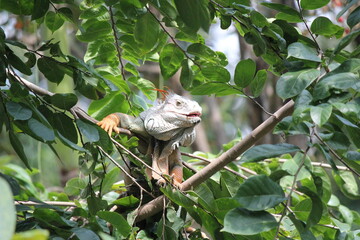Small green lizard perched on a tree branch in a tropical forest, surrounded by vibrant wildlife...