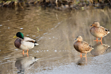 Enten Vögel auf der Ilmenau (Fluß) vor unscharfem Hintergrund.