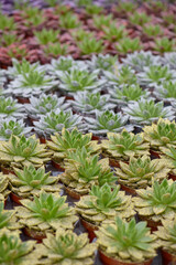 Rows of succulents for sale in a greenhouse