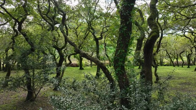 Footage of scenic Lush Green Forest in The Carballeira Municipal de Baio Hiking area
