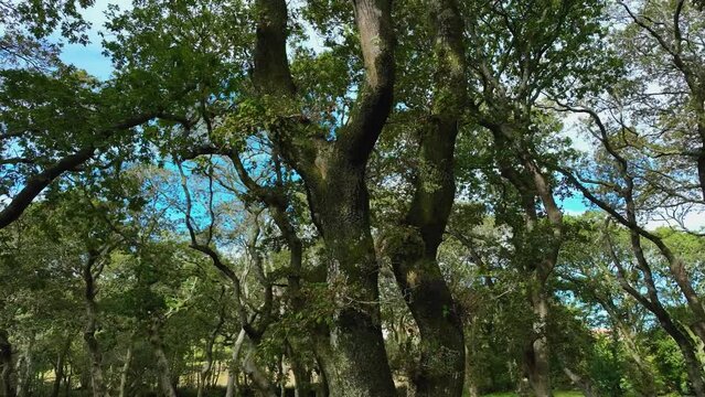 Rotating footageof Old Trees with Barks Covered with Moss in Carballeira Municipal de Baio, Spain