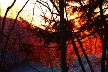 Sonnendurchfluteter Baum, Abendsonne