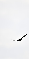 Schwarzer, freier Greifvogel in schwarz weiß fliegt hoch, perfekt freigestellt mit riesigen...