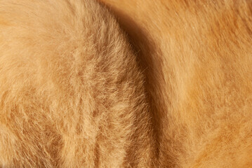 Cat fur background. Background from natural fur of domestic cat of red color. Red hair