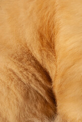 Cat fur background. Background from natural fur of domestic cat of red color. Red hair