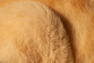 Cat fur background. Background from natural fur of domestic cat of red color. Red hair