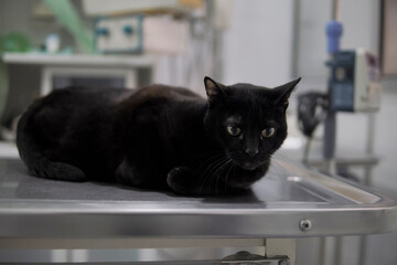 senior black cat lying on veterinarian's table