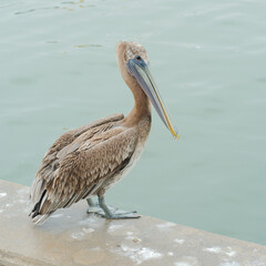 Brown Pelican perched on concrete sea wall with calm blue water . White Bird poop on seawall. Square shot with room for copy.