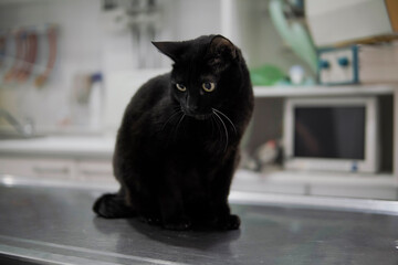 senior black cat at veterinarian