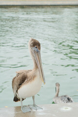 Brown Pelican perched on concrete sea wall with water and another pelican in the background. White Bird poop on seawall. Vertical shot with room for copy.