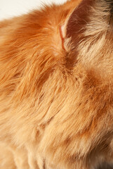 Cat fur background. Background from natural fur of domestic cat of red color. Red hair. Red cat ear
