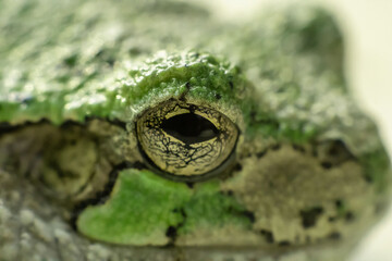 frog eye