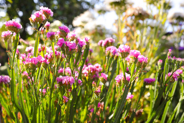 Obraz premium flowers in the garden, pink flowers, dried flowers