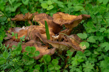 Pilze zwischen Kleeblättern