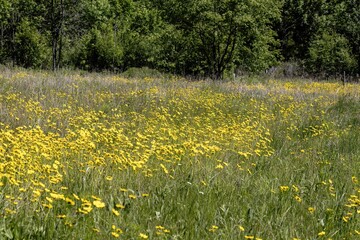 Obraz premium Yellow flowers on blooming forest meadow