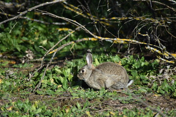 Isolated wild rabbit hiding in the undergrowth